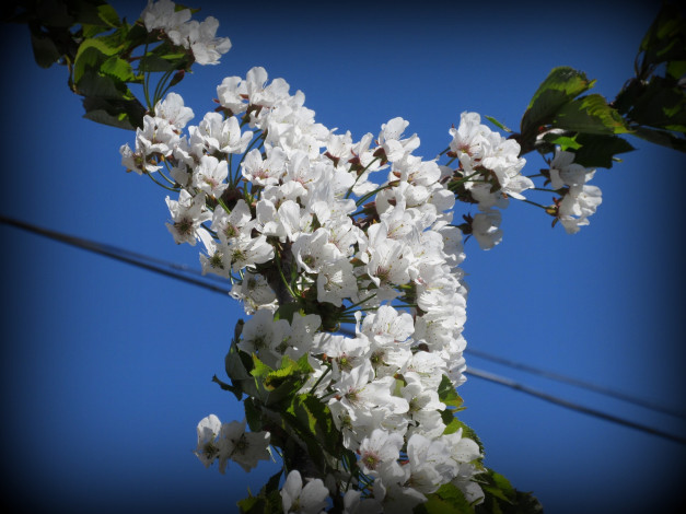 Обои картинки фото цветы, цветущие деревья ,  кустарники, весна, 2018, апрель