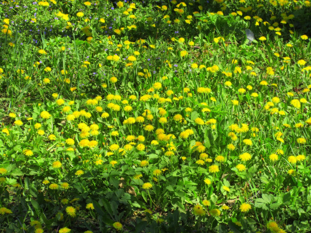 Обои картинки фото цветы, одуванчики, весна, 2018, апрель