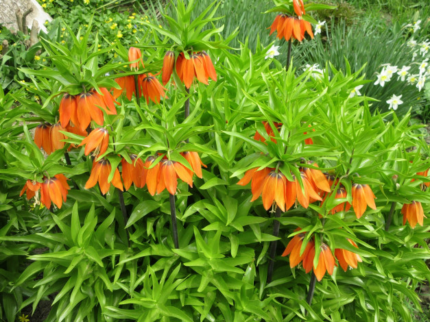 Обои картинки фото цветы, рябчики, весна, 2018, апрель