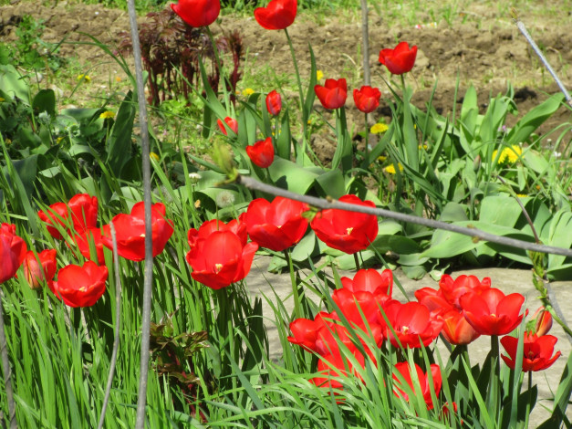 Обои картинки фото цветы, тюльпаны, весна, 2018, апрель