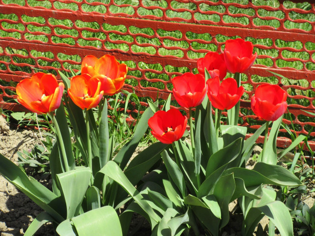 Обои картинки фото цветы, тюльпаны, весна, 2018, апрель