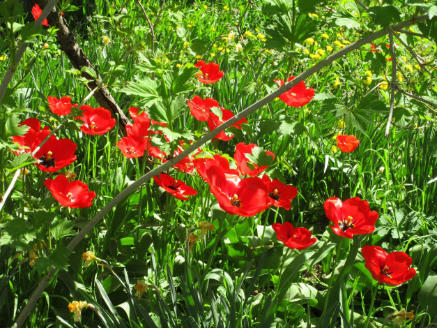 Обои картинки фото цветы, тюльпаны, весна, 2018, апрель