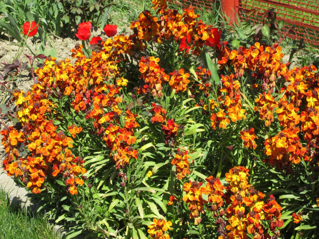 Обои картинки фото цветы, весна, 2018, апрель