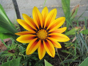 Картинка цветы газания желтая макро