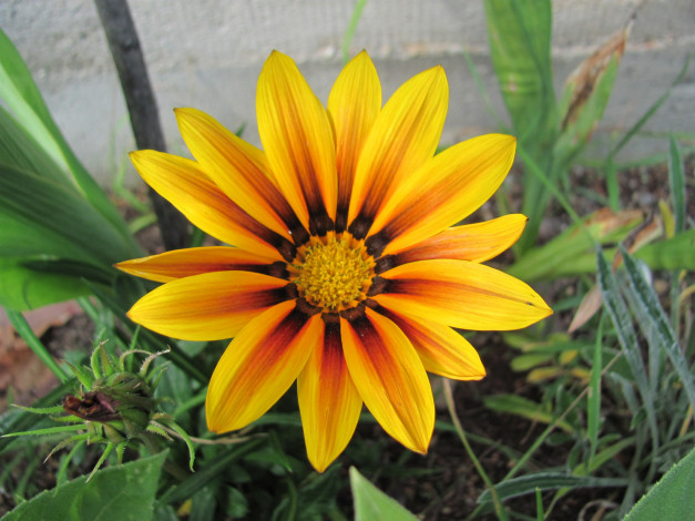 Обои картинки фото цветы, газания, желтая, макро