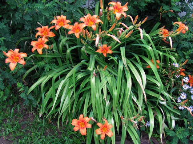 Обои картинки фото цветы, лилии,  лилейники, куст, лилейник, персиковый