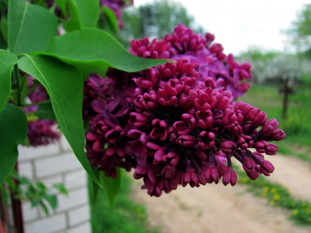 Обои картинки фото цветы, сирень, лиловая, ветка