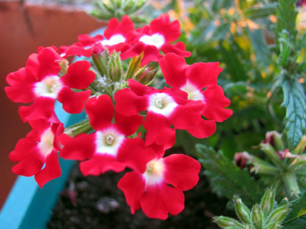 Обои картинки фото цветы, вербена, алая, макро