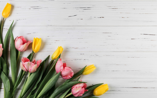 Обои картинки фото цветы, тюльпаны, розовые, желтые, бутоны