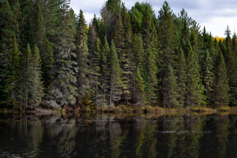 Картинка природа реки озера лес