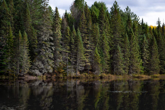 Обои картинки фото природа, реки, озера, лес