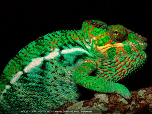 Картинка животные хамелеоны