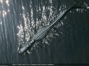 Картинка животные крокодилы