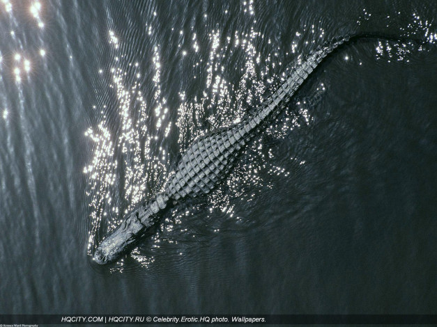 Обои картинки фото животные, крокодилы