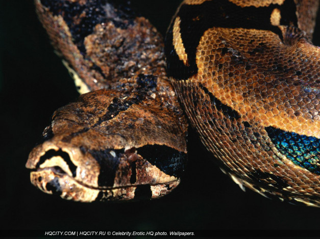 Обои картинки фото животные, змеи, питоны, кобры