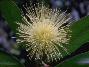 Картинка цветы акация