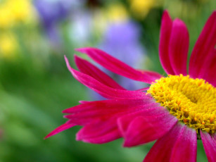 обоя цветы, хризантемы