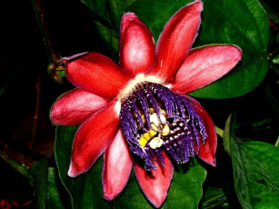 Картинка цветы пассифлора