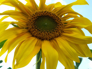 Картинка цветы подсолнухи