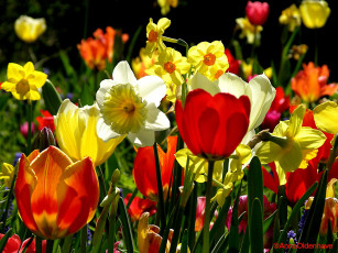 Картинка цветы разные вместе