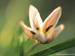 Картинка цветы тюльпаны