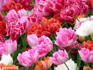 Картинка цветы тюльпаны