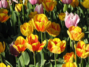 Картинка цветы тюльпаны