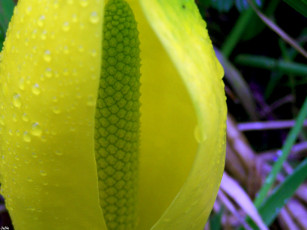 Картинка цветы воде спатифиллум