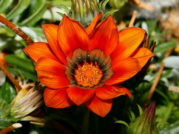 Обои картинки фото цветы, газания