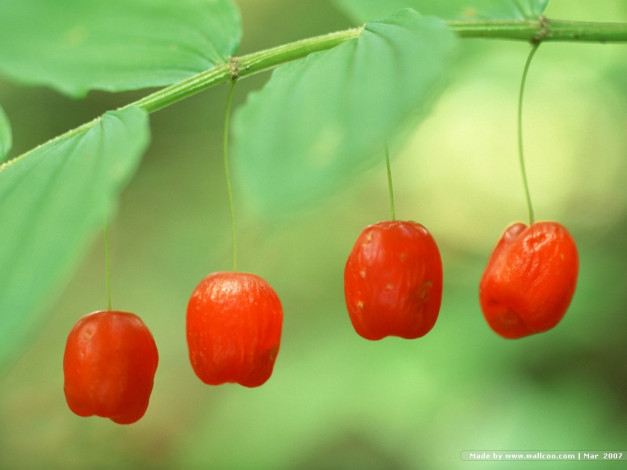 Обои картинки фото 