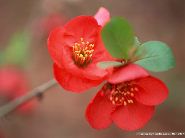 Обои картинки фото цветы, айва