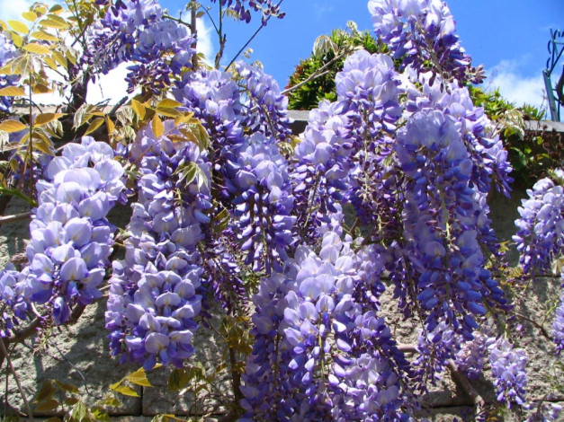 Обои картинки фото цветы, глициния