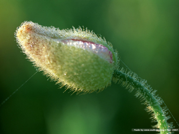 Обои картинки фото цветы, маки