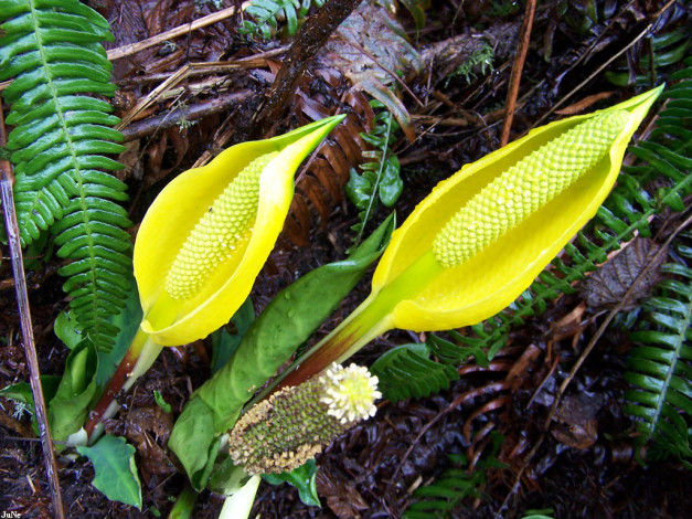 Обои картинки фото желтые, цветы, воде, спатифиллум