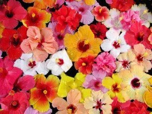 Картинка цветы гибискусы