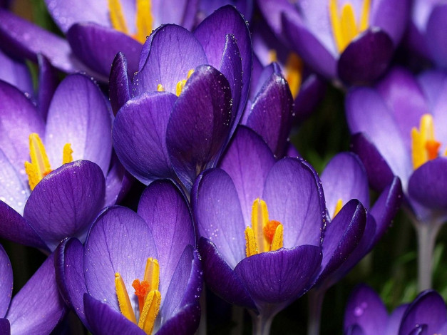 Обои картинки фото цветы, крокусы