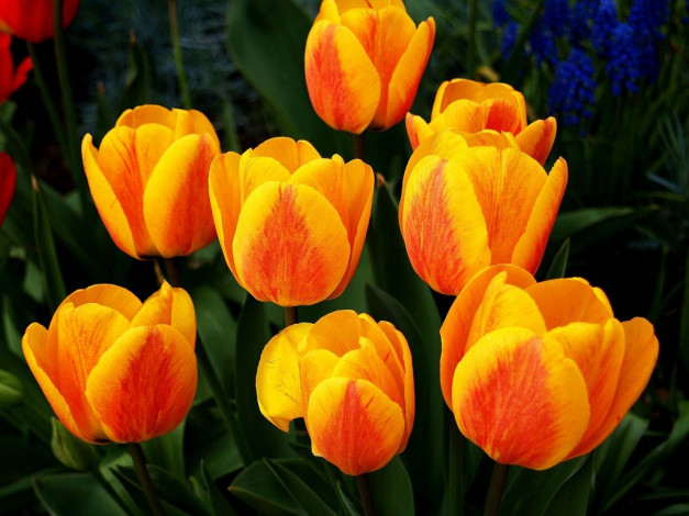 Обои картинки фото цветы, тюльпаны