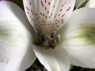 Картинка цветы альстромерия