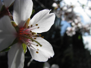 Картинка цветы цветущие деревья кустарники