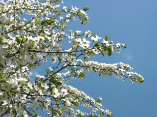 Картинка цветы цветущие деревья кустарники