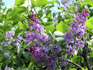 Картинка цветы сирень