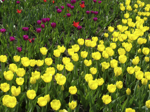 Картинка цветы тюльпаны