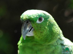 Картинка животные попугаи