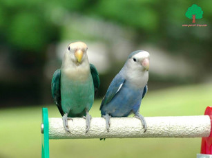 обоя животные, попугаи