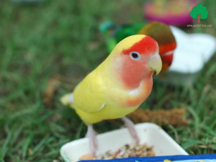 Картинка животные попугаи