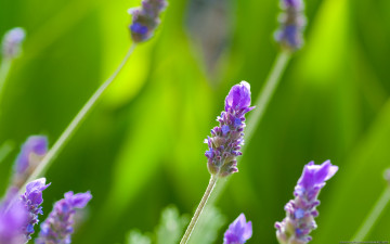 Картинка цветы лаванда