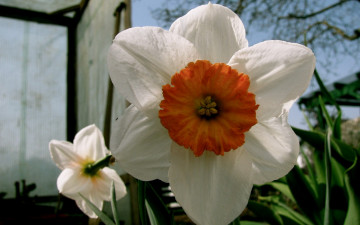 Картинка цветы нарциссы