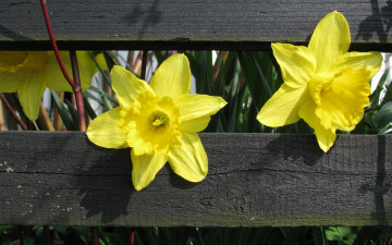 Картинка цветы нарциссы