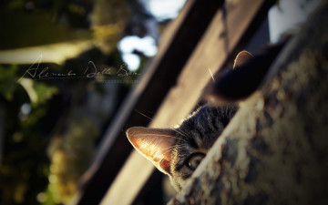 Картинка животные коты