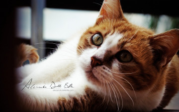 Картинка животные коты